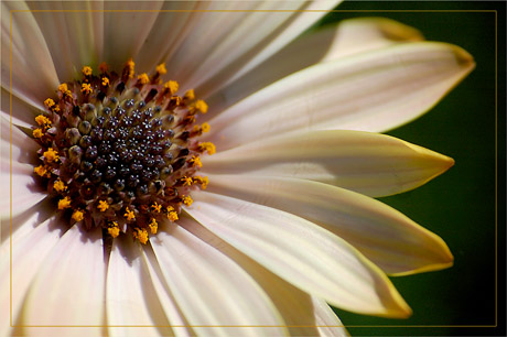 BLOG-DSC_2414-coeur osteospermum