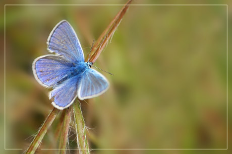 BLOG-DSC_2442-papillon bleu