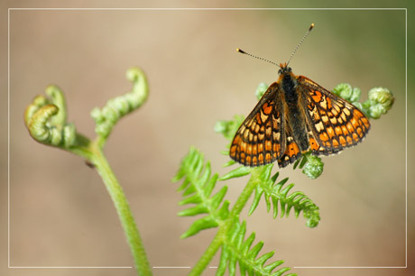 BLOG-DSC_2472-papillon sur fougère