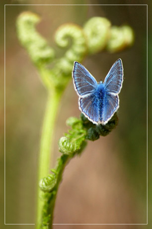 BLOG-DSC_2478-papillon bleu sur fougère