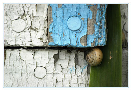 BLOG-DSC_2602-escargot feuille iris cabane BLOG-DSC_2602-escargot feuille iris cabane