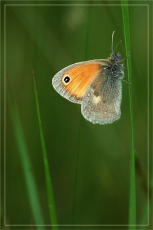 BLOG-DSC_2630-rec-papillon orange