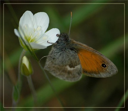 BLOG-DSC_2640-rec-papillon orange sur fleur blanche
