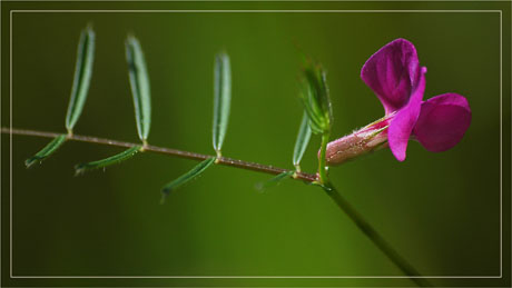 BLOG-DSC_2644--fleur des champs rose vif