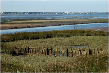 BLOG-DSC_2692-face Gujan-Mestras