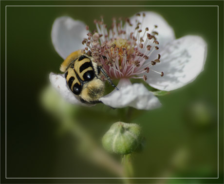 BLOG-DSC_2730-REC-abeille fleur blanche