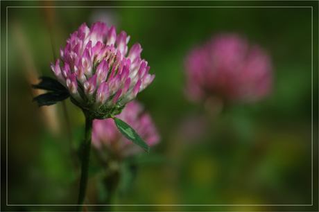 BLOG-DSC_2735-2-trèfle rose