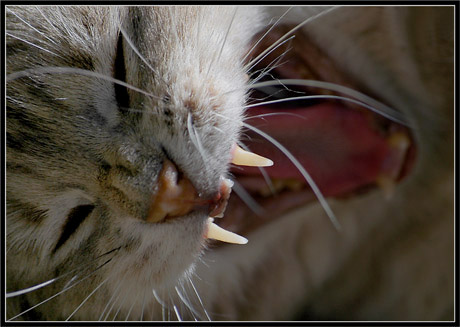 BLOG-DSC_2796-crocs2