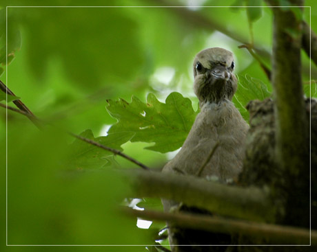 BLOG-DSC_2800-tourtereau 14 jours dans le nid