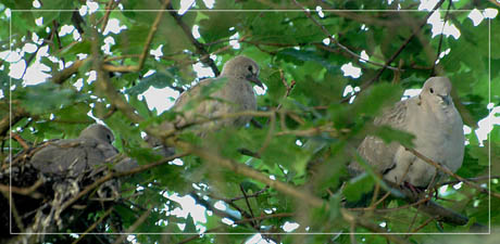 BLOG-DSC_2828-rec-tourtereaux 15 jours et un parent 2