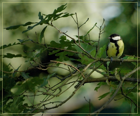 BLOG-DSC_2836-mésange