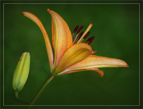 BLOG-DSC_2846-2-lys profil et bouton BLOG-DSC_2846-2-lys profil et bouton