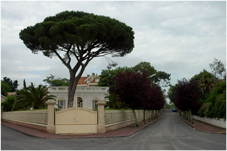 BLOG-DSC_2876-maison pin parasol