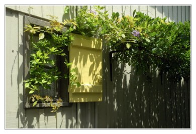 BLOG-DSC_2989-volet jaune et glycine