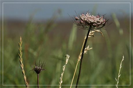 BLOG-DSC_3083-tiges au vent