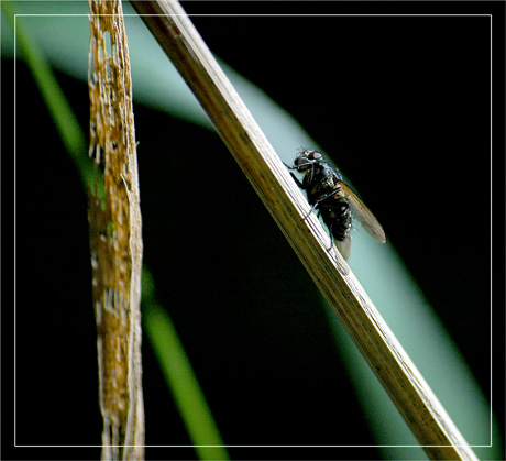 BLOG-DSC_3101-mouche et géométrie