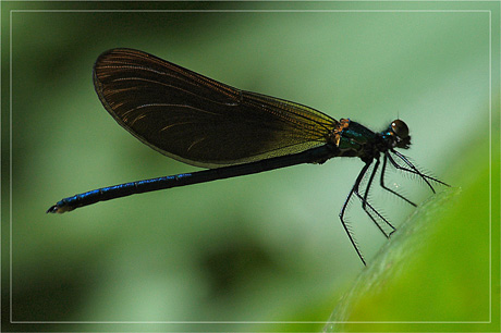 BLOG-DSC_3120-rec-libellule