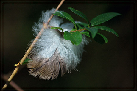 BLOG-DSC_3125-abandon de plume