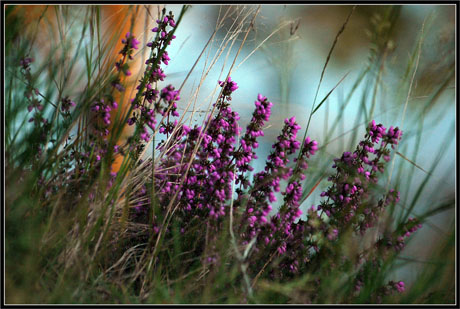 BLOG-DSC_3190-bruyère en bord d'étang