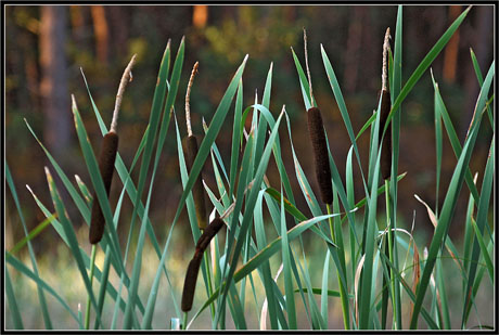 BLOG-DSC_3194-berges étang et reflet forêt