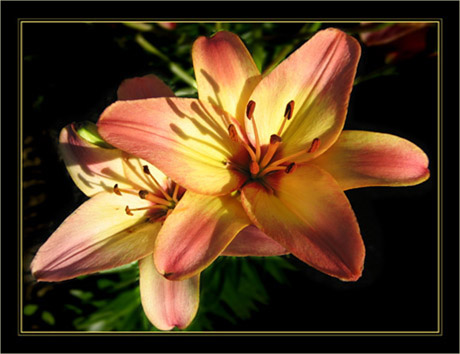 BLOG-Img_0405-LYS ORANGE