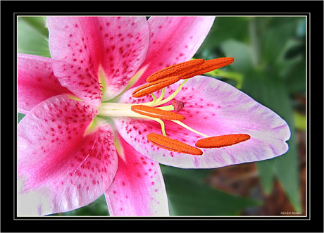 BLOG-IMG_0557-lys rose