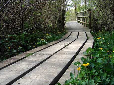 BLOG-IMG_3684-passerelle entre la Leyre et les plaines du Teich
