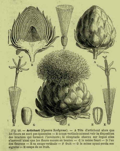 476px-Plancheartichaut