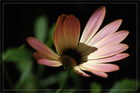 BLOG-DSC_3214-osteospermum coeur à l'ombre