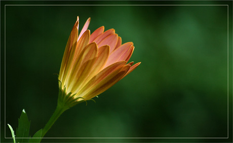 BLOG-DSC_3217-ostéospermum profil