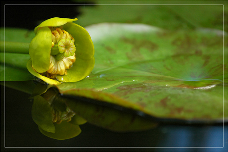 BLOG-DSC_3231-fin nénuphar