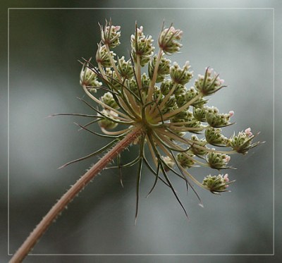 BLOG-DSC_3314-ombellifère