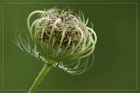 BLOG-DSC_3317-ombellifère