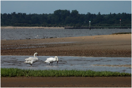 BLOG-DSC_3331-cygnes face embouchure de la Leyre