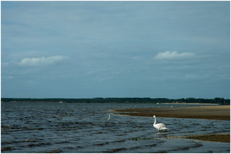 BLOG-DSC_3337-cygnes face à Audenge