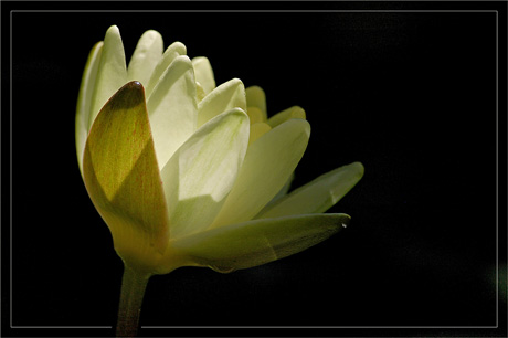 BLOG-DSC_3456-éclosion nymphéa profil 2