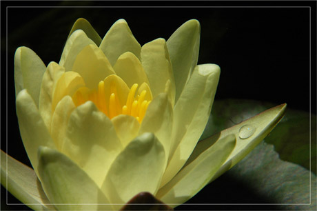 BLOG-DSC_3461-fleur nymphéa et goutte d'eau