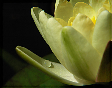 BLOG-DSC_3462-fleur nymphéa et goutte d'eau