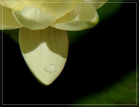 BLOG-DSC_3463-pétale nymphéa et goutte d'eau