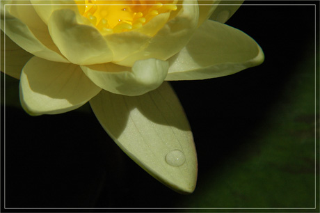 BLOG-DSC_3464-fleur nymphéa et goutte d'eau