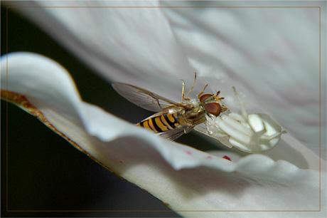 BLOG-DSC_3468-féroce albinos