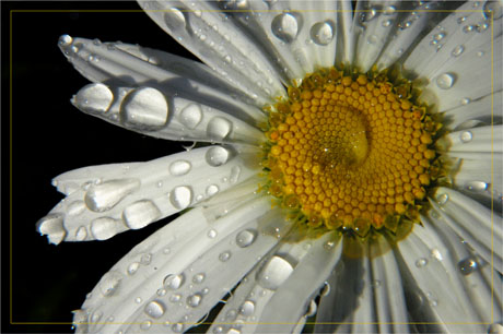 BLOG-DSC_3477-coeur marguerite et gouttes d'eau
