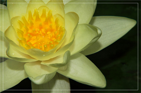 BLOG-DSC_3479-coeur nymphéa