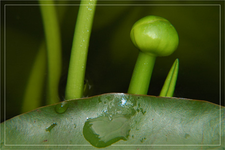 BLOG-DSC_3480-bouton et tiges nénuphar jaune