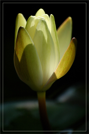 BLOG-DSC_3497-nymphéa se refermant