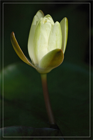 BLOG-DSC_3498-nymphéa se refermant