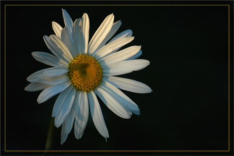 BLOG-DSC_3505-marguerite soleil couchant