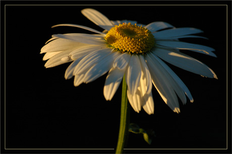 BLOG-DSC_3514-marguerite soleil couchant
