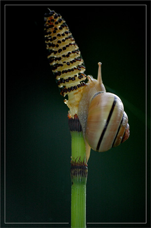 BLOG-DSC_3515-escargot sur prêle