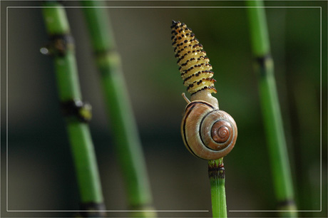 BLOG-DSC_3520-escargot dans sa coquille